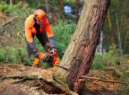 Best Aeration Services  in Frisco, TX