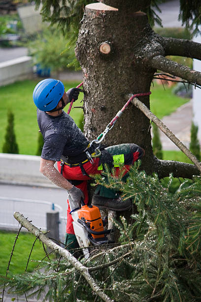 Best Lawn Pest Prevention  in Frisco, TX