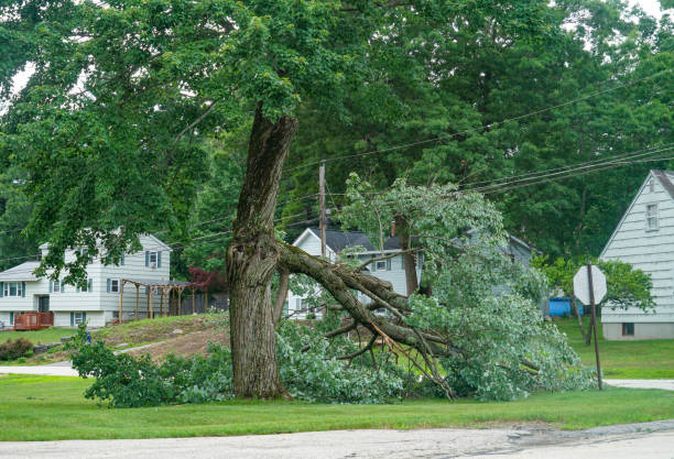 Professional Tree Removal in Frisco, TX