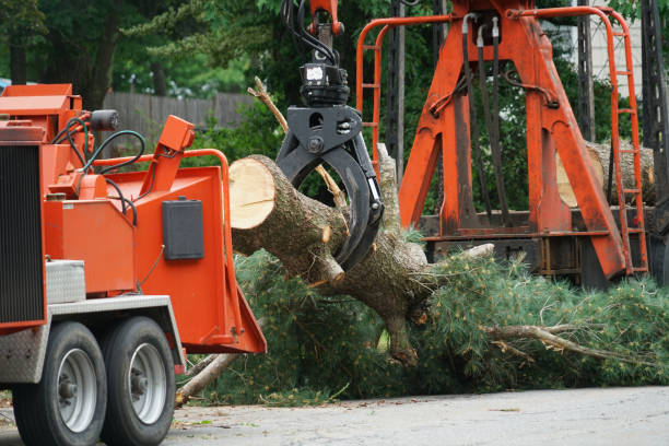 Best Tree Maintenance Programs  in Frisco, TX