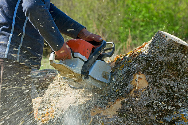 Best Tree Preservation Services  in Frisco, TX