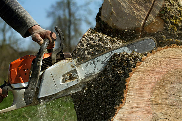 Best Tree Cabling and Bracing  in Frisco, TX